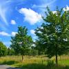 landschaft_131