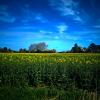 landschaft_125