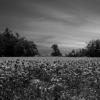 sw_080