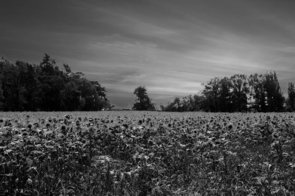 sw_080